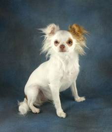 Dog on Blue EZbackdrop