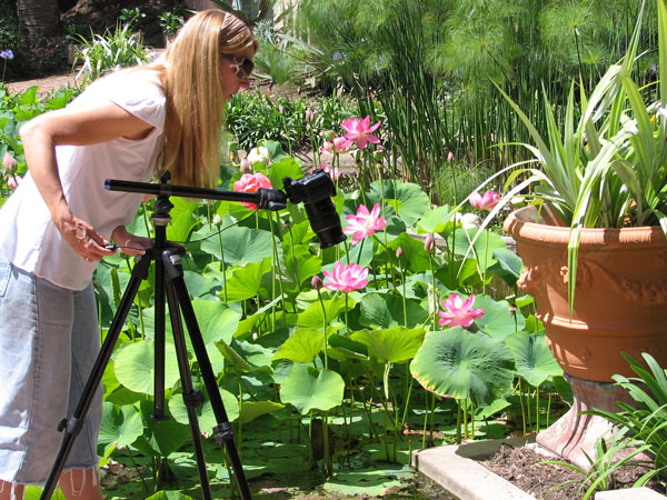 Photographing garden with tripod
